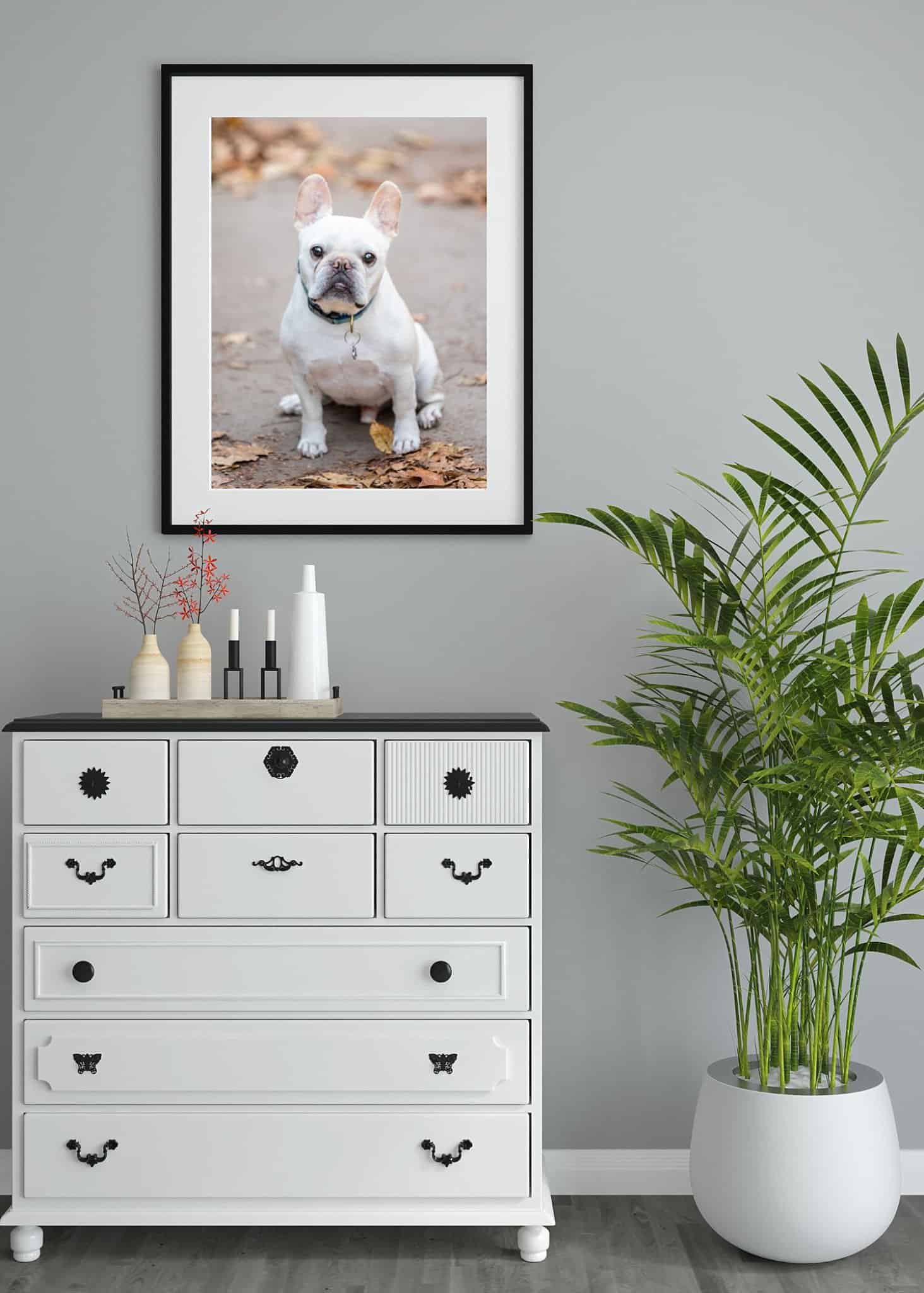traditional framed print of a fawn Frenchie displayed on a gray wall