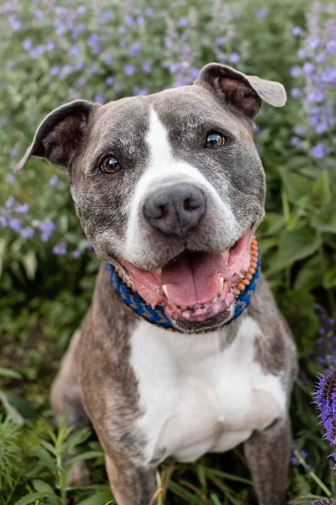 smiling pit bull sitting in purple flowers in Oakland