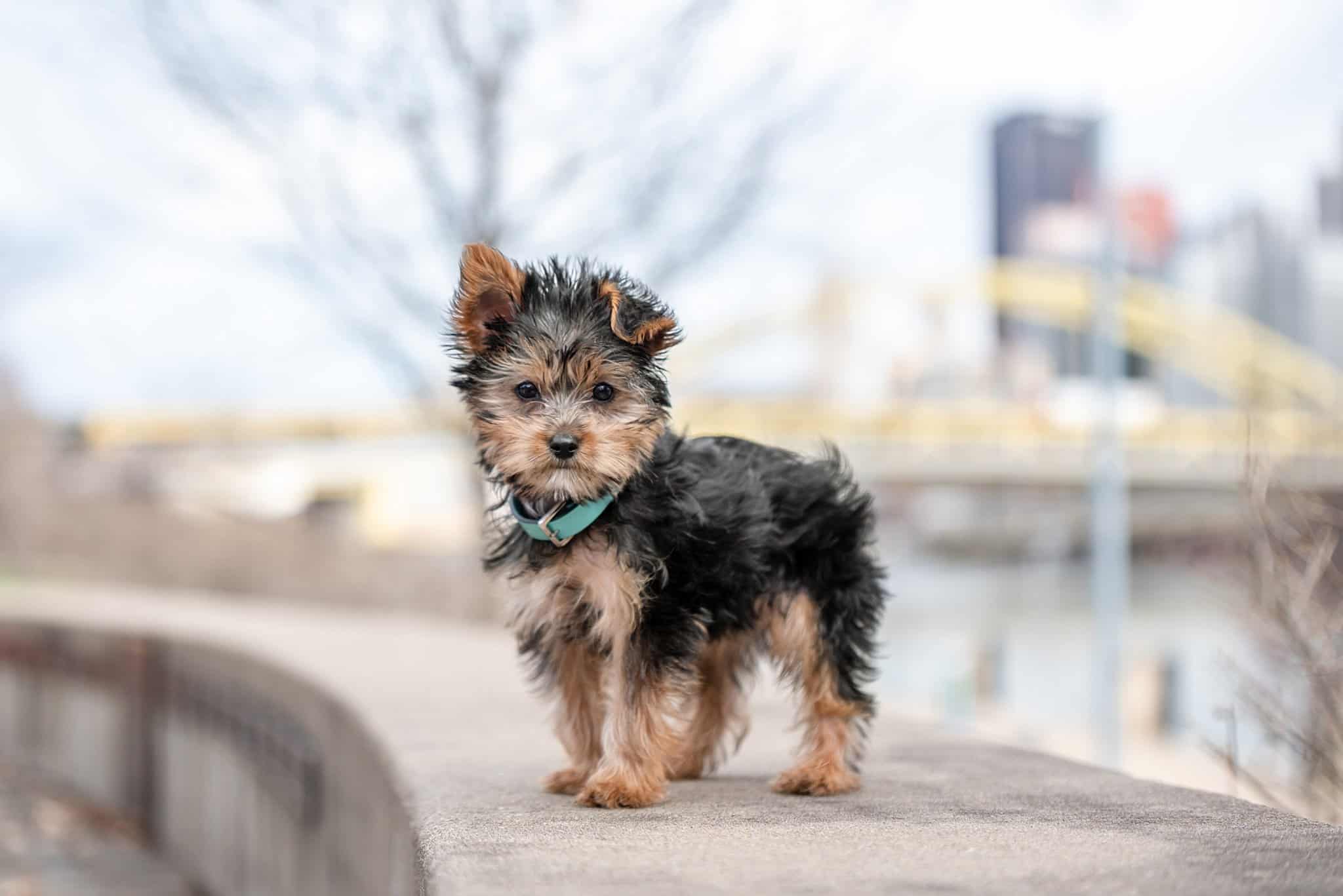 Yorkie puppy along Pittsburgh's North Shore with views of the city and bridges in the background