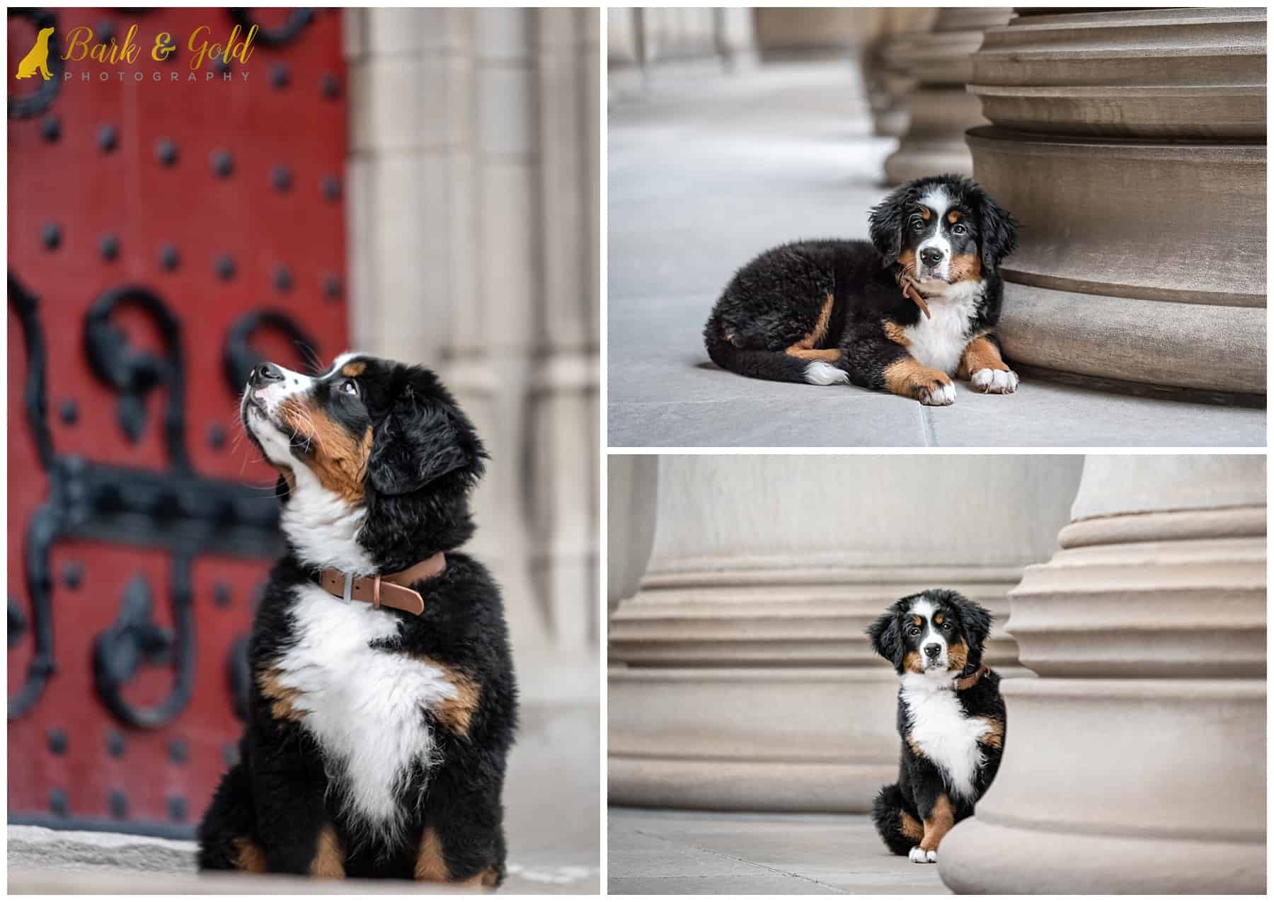 Bernese Mountain Dog puppy posing at the CMU Columns Plaza in Pittsburgh's Oakland neighborhood