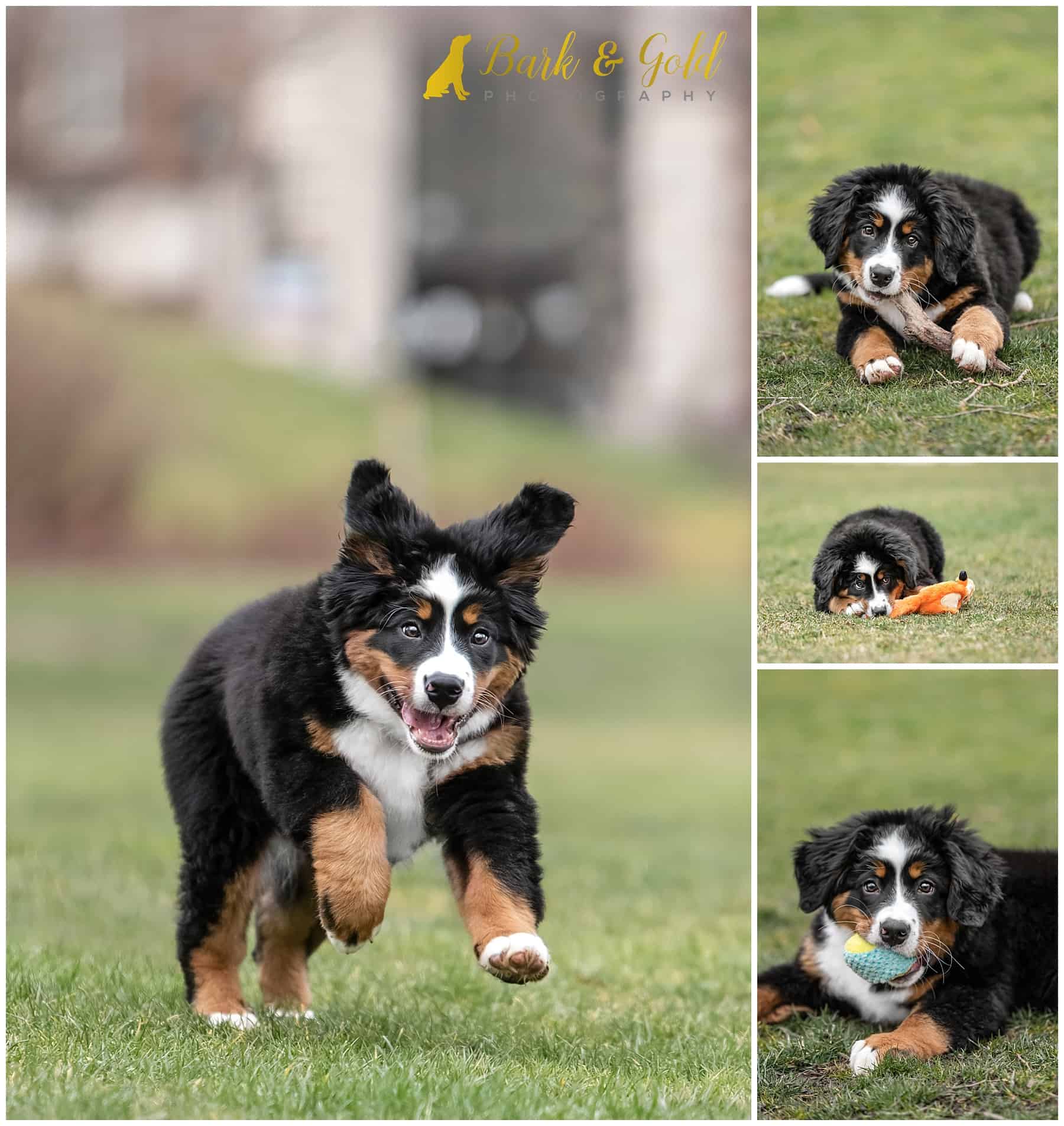 Bernese Mountain Dog puppy plays with a ball and stuffed toy during a pet photography session at Schenley Plaza in Pittsburgh's Oakland neighborhood