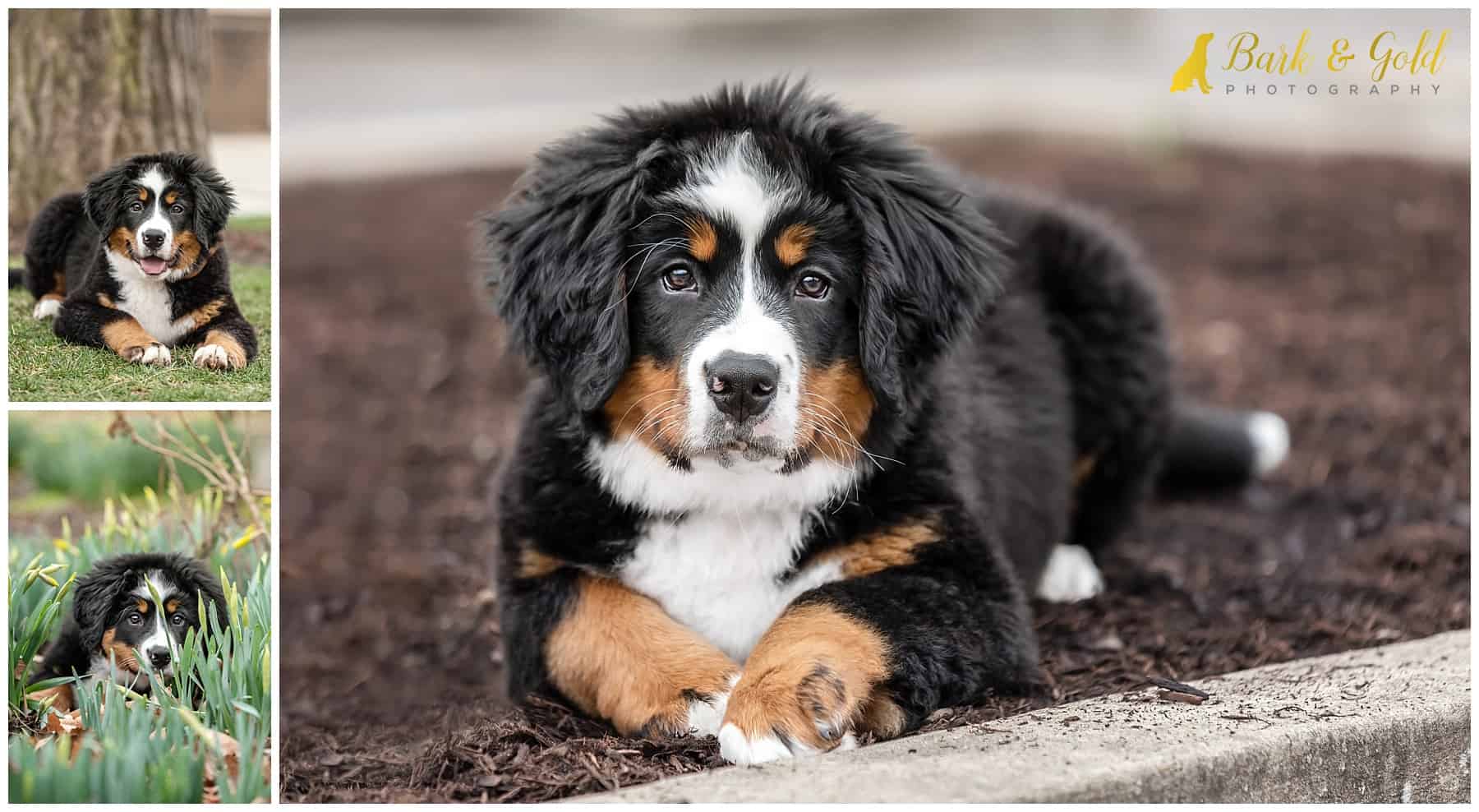 Bernese Mountain Dog puppy resting in a garden bed at Schenley Plaza in Pittsburgh's Oakland neighborhood