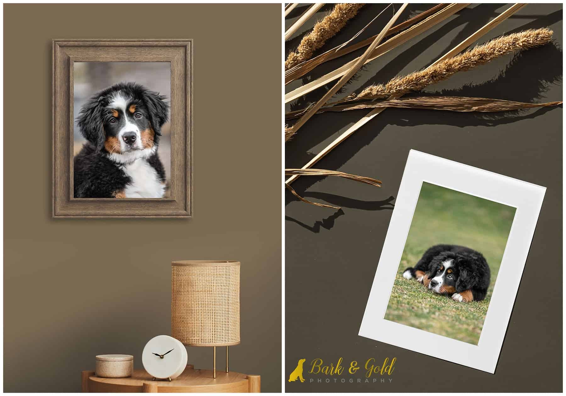 Bernese Mountain Dog puppy's finished products from a winter puppy session in downtown Pittsburgh