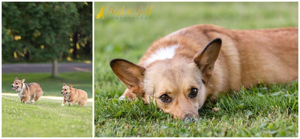corgi puppies play and breathe in fresh air at Pittsburgh's Schenley Plaza