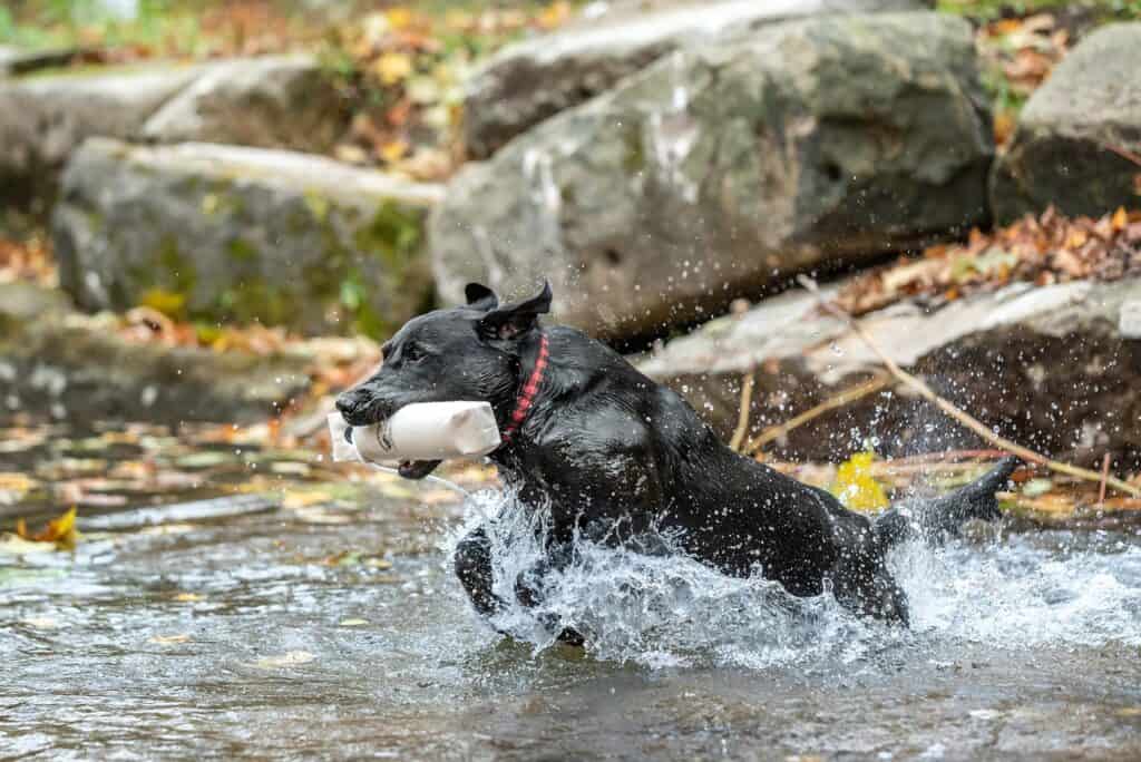 black-lab-puppy-fetching-water