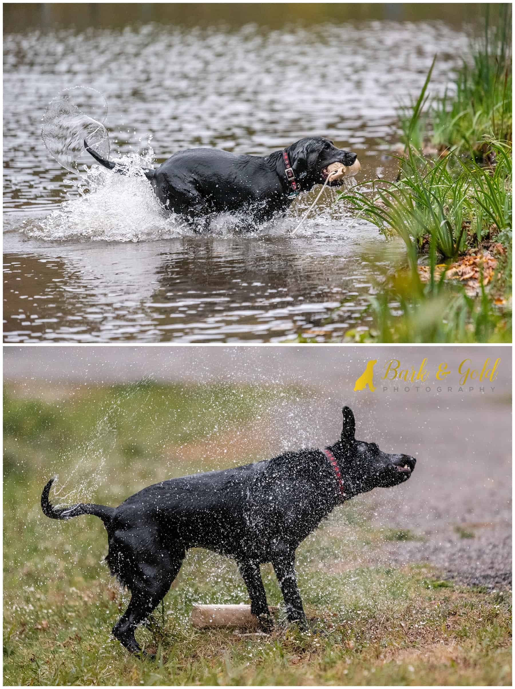 black Labrador shakes off after a swim in a western Pennsylvania lake