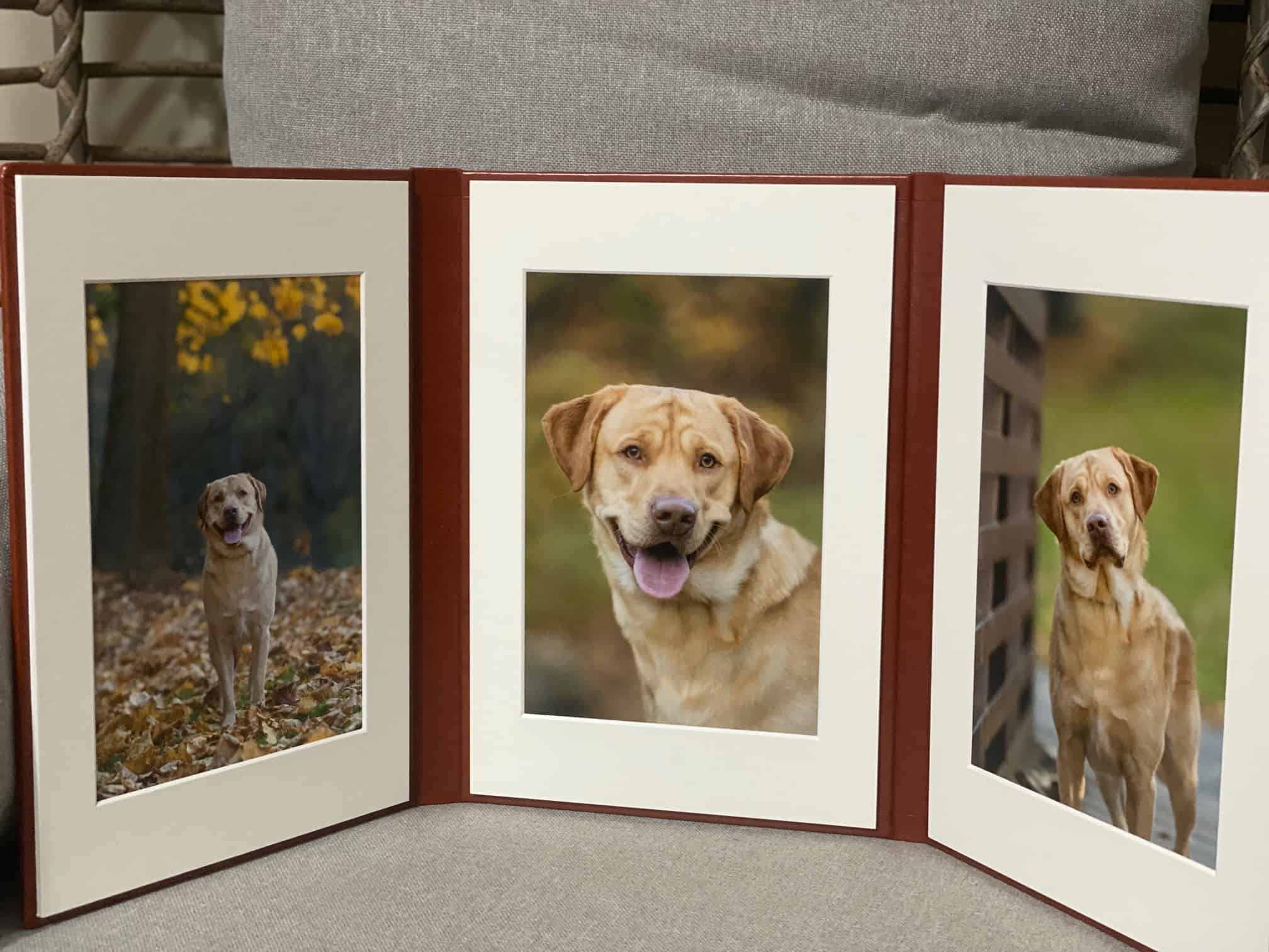 chestnut-colored leatherette portrait trio with a yellow Labrador retriever
