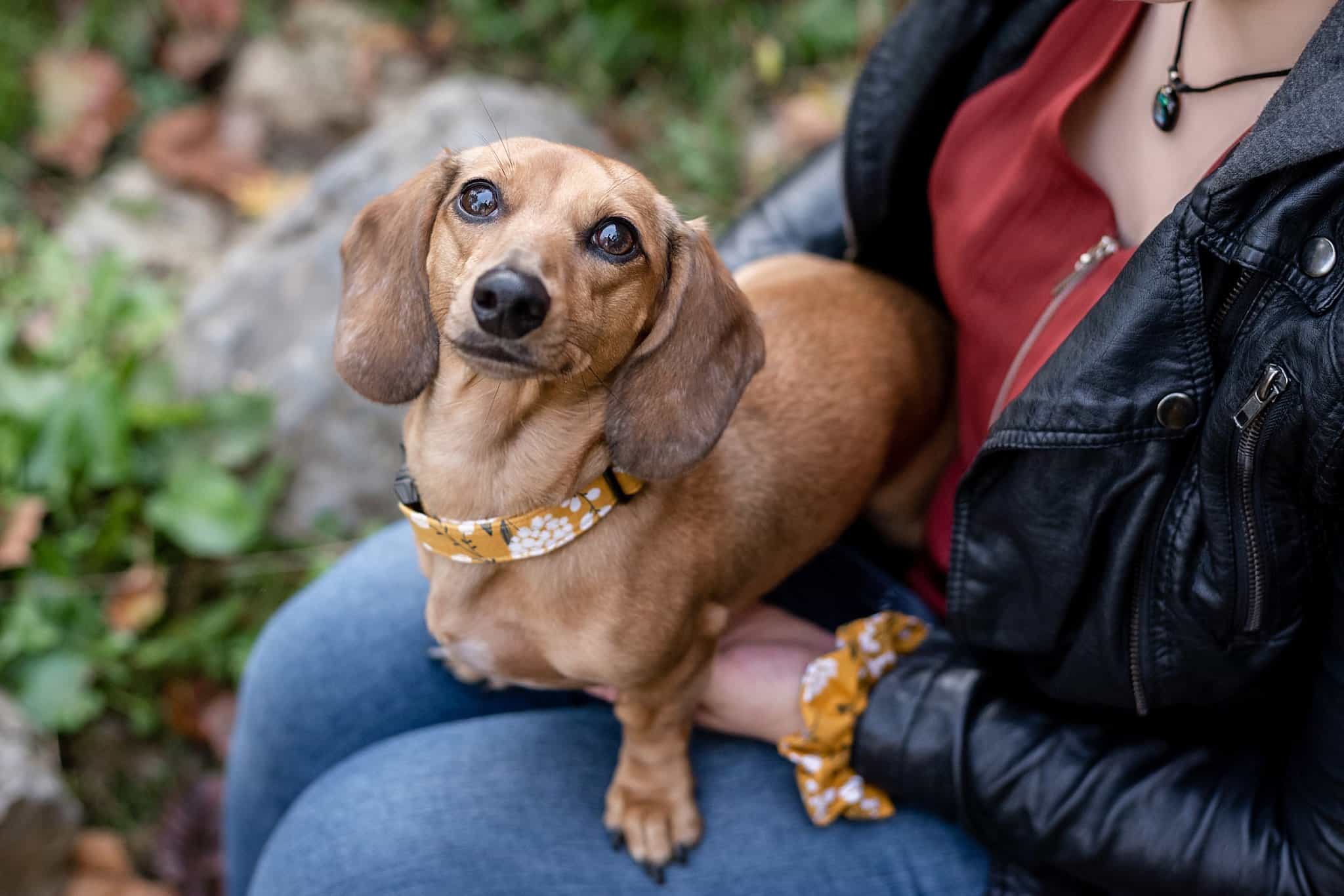 small brown dog sitting in a woman's lap