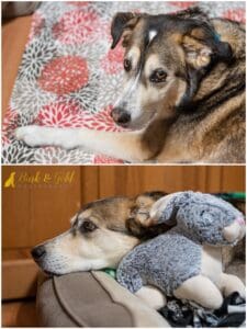 Settling In with Seniors: Tips for Welcoming Home an Adopted Older Dog
