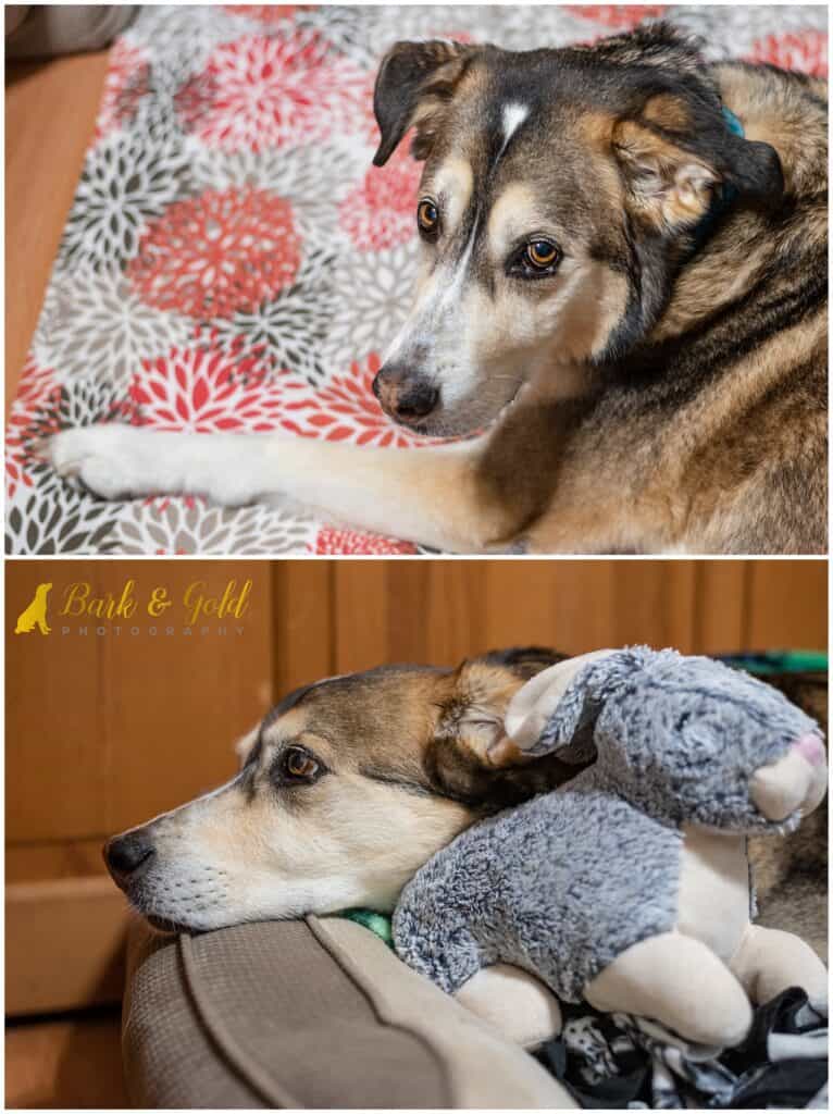 senior Siberian retriever resting in a dog bed with a stuffed bunny toy