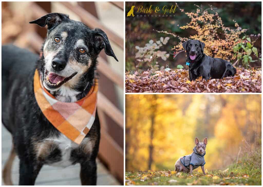 portraits of dogs taken during the fall season around the greater Pittsburgh area
