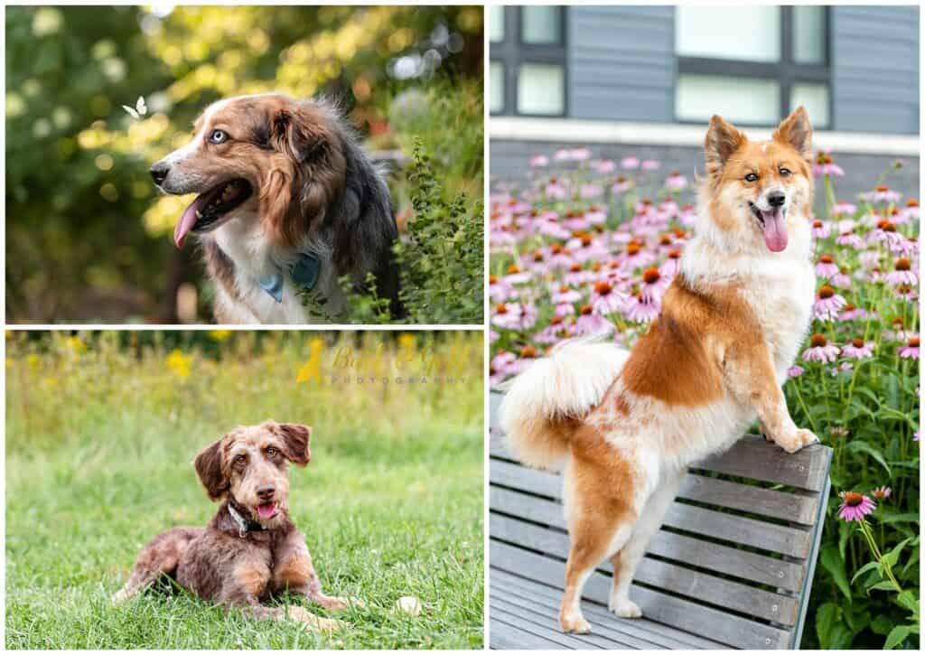 playful dogs photographed around the greater Pittsburgh area