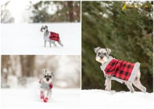 Frankie the Snow-Pup: A Blizzard of Buffalo Plaid