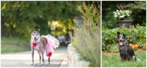 A Guide to Capturing Gorgeous (and Safe) Dog Photos in Spring Flowers