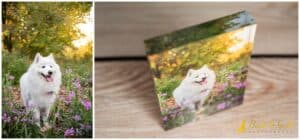 Unveiling the Magic of Golden Hour Pet Photography with Acrylic Blocks