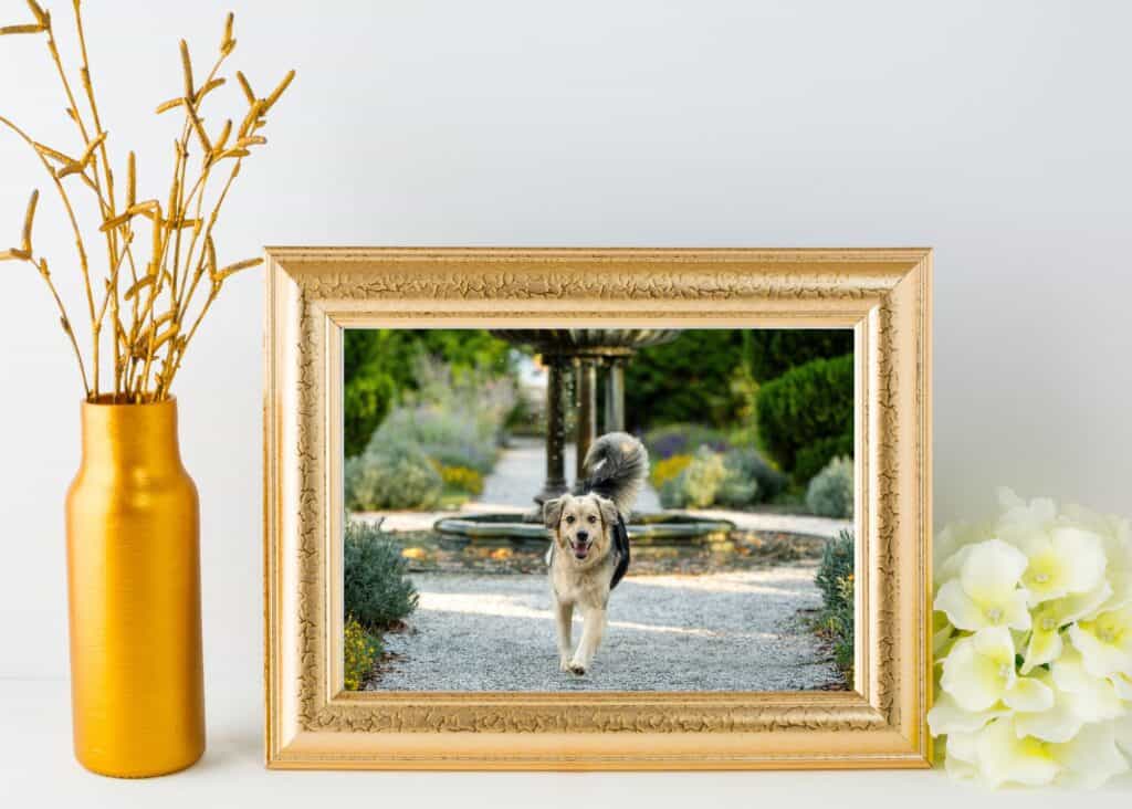 senior-dog-phipps-fountain