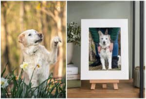 Four Things Every Pet Guardian Wants From Their Photography Experience