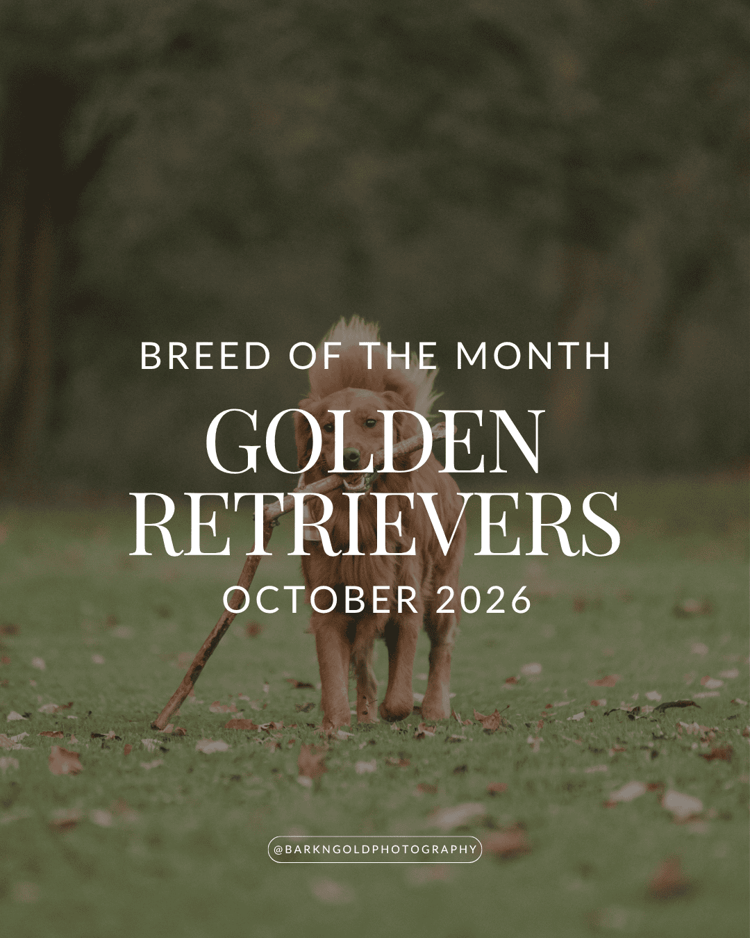 october-2026-golden-retrievers