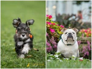 How to Take Better Photos of Your Dog (and the One Photo Your Phone Can’t Take)