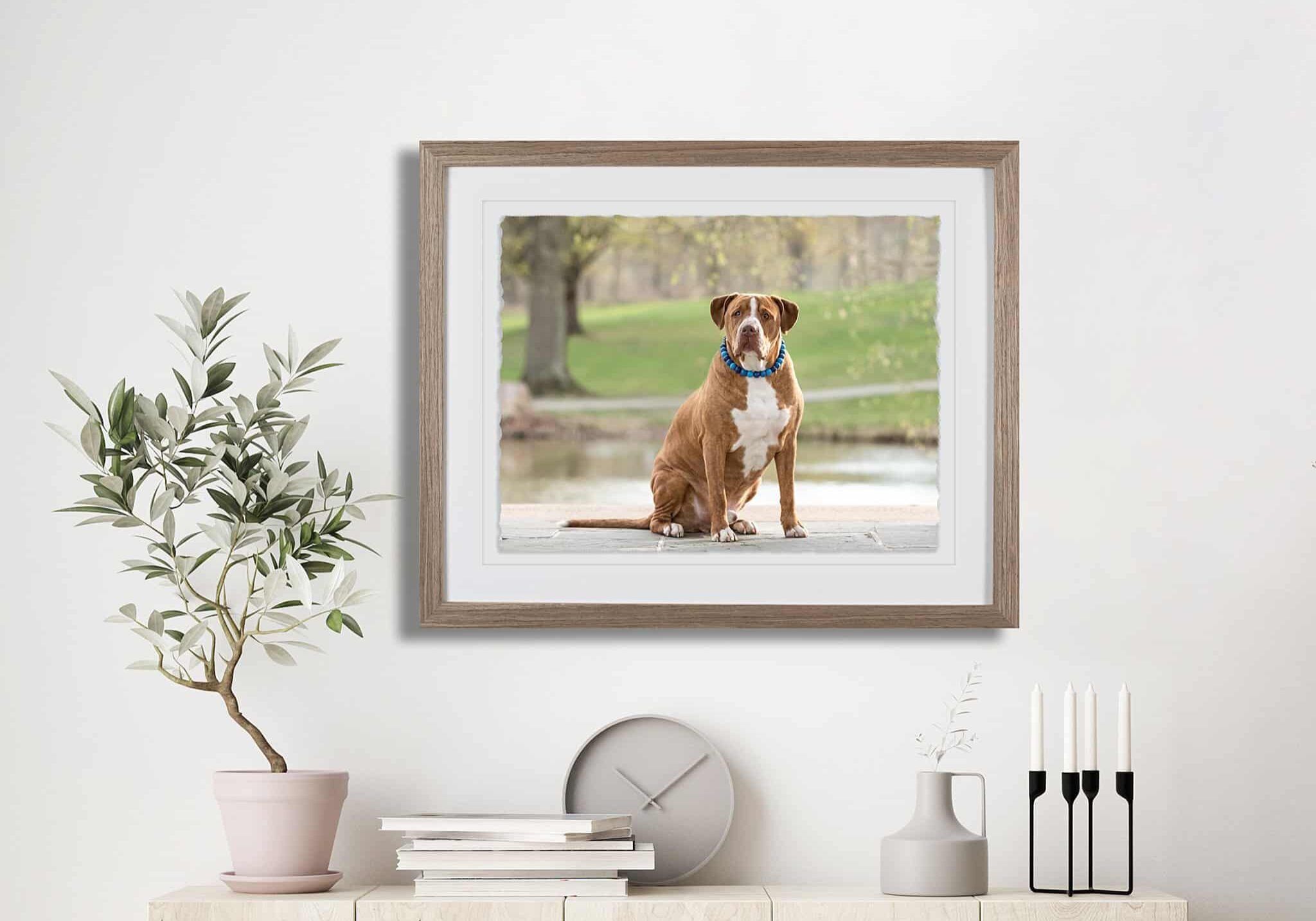 deckled edge framed print from Pittsburgh dog photography session at South Park