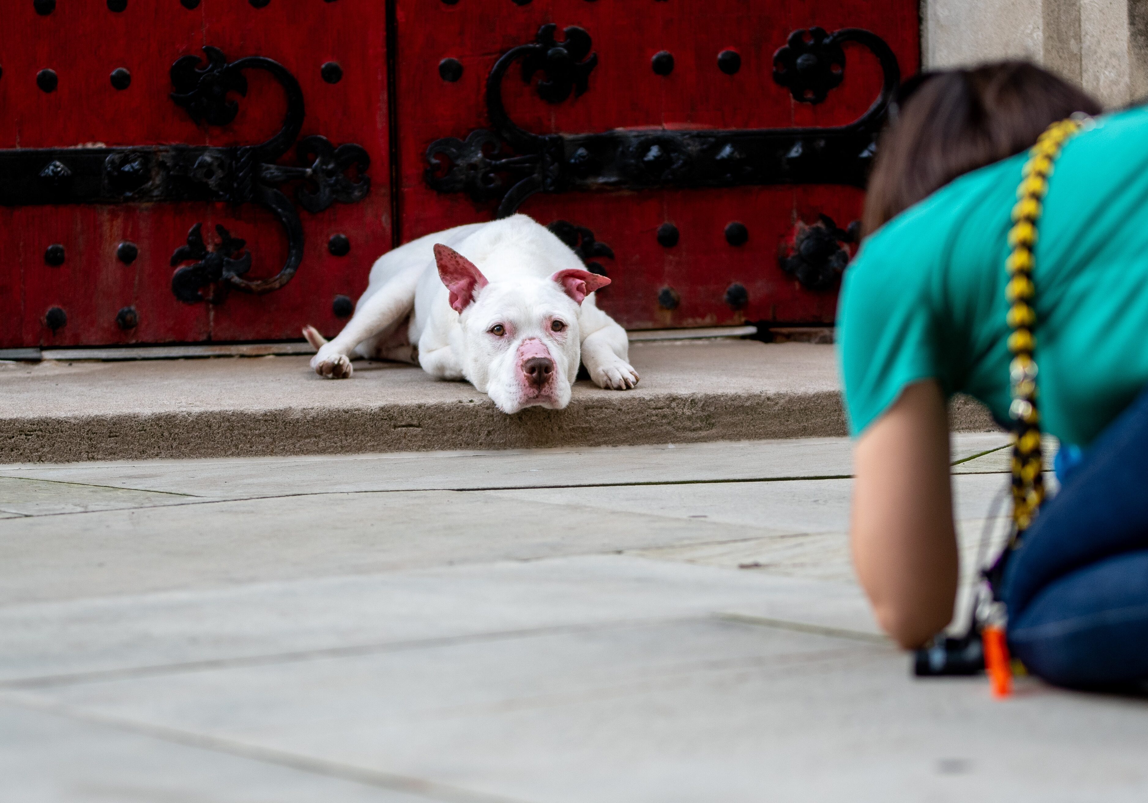 Jessica Wasik of Bark & Gold Photography photographing a white pit bull in Pittsburgh's Oakland neighborhood