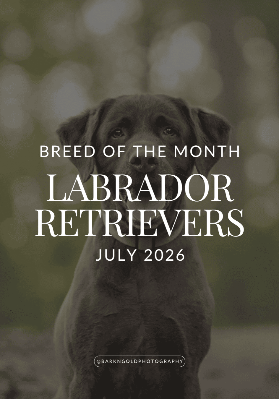 labrador-retrievers-july-2026