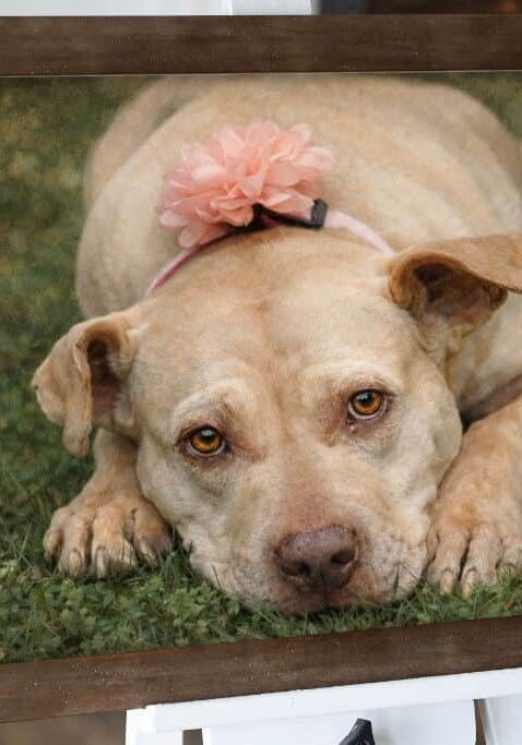 modern-brown-legacy-portrait-girly