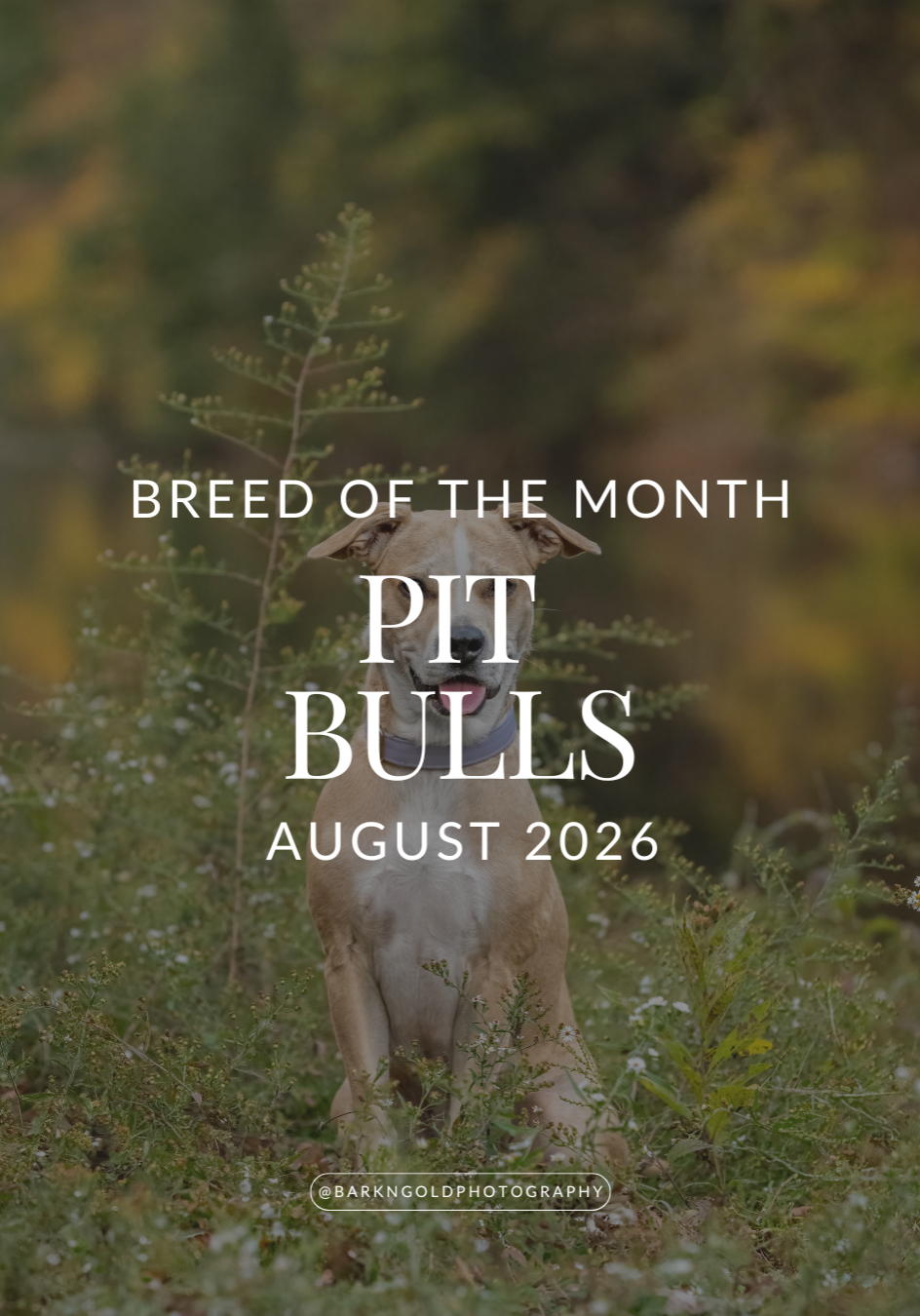 pit-bull-august-2026