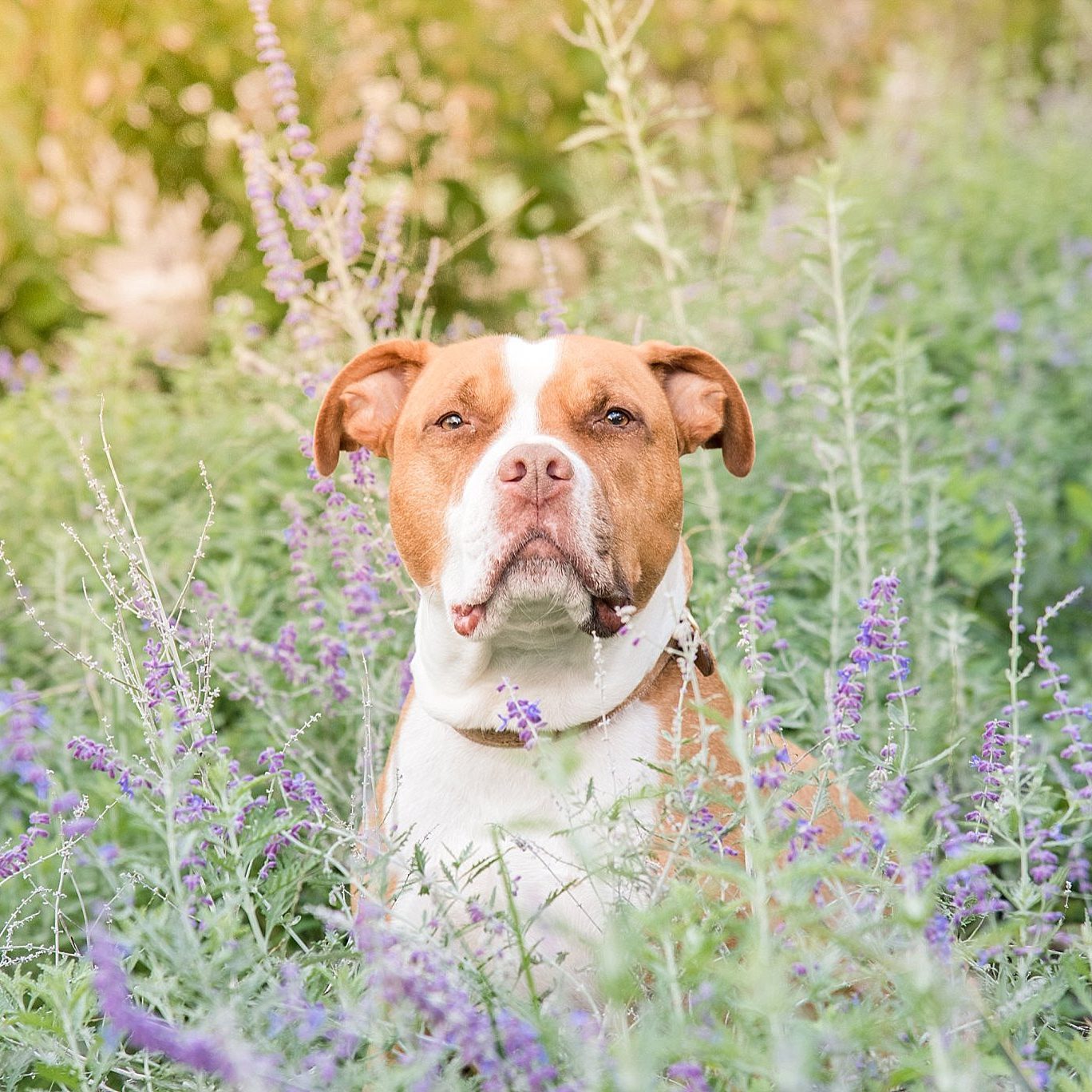 pit bull in a sunlit field of flowers