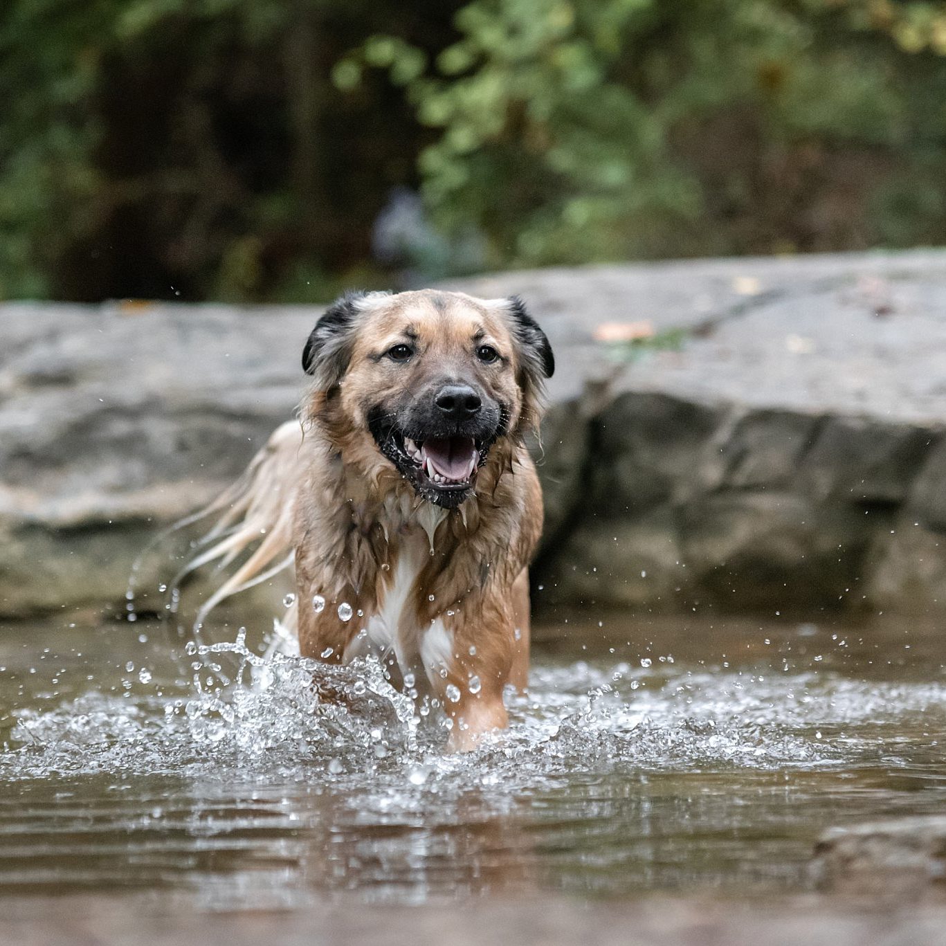 happy dog swimming at Mingo Creek Park