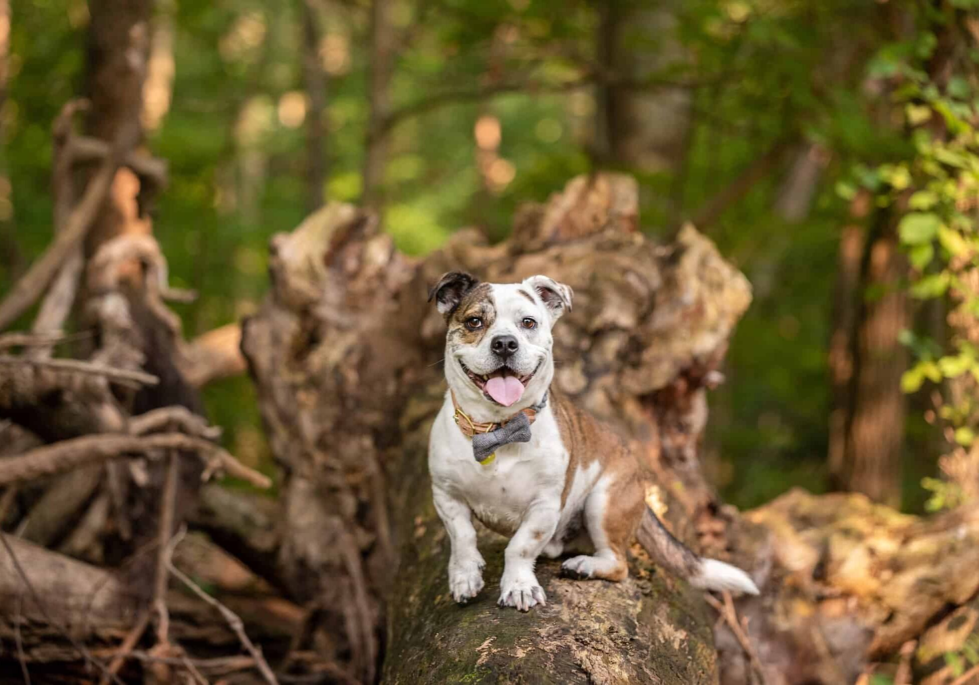 tan and white puppy sitting on a fallen tree at Brady's Run Park in Beaver County