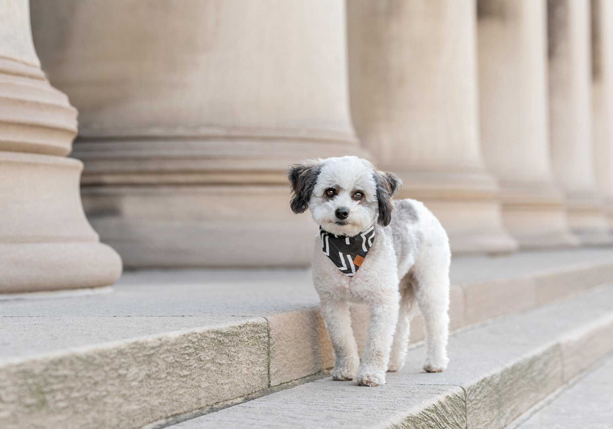white and gray pup at the CMU Columns in Oakland