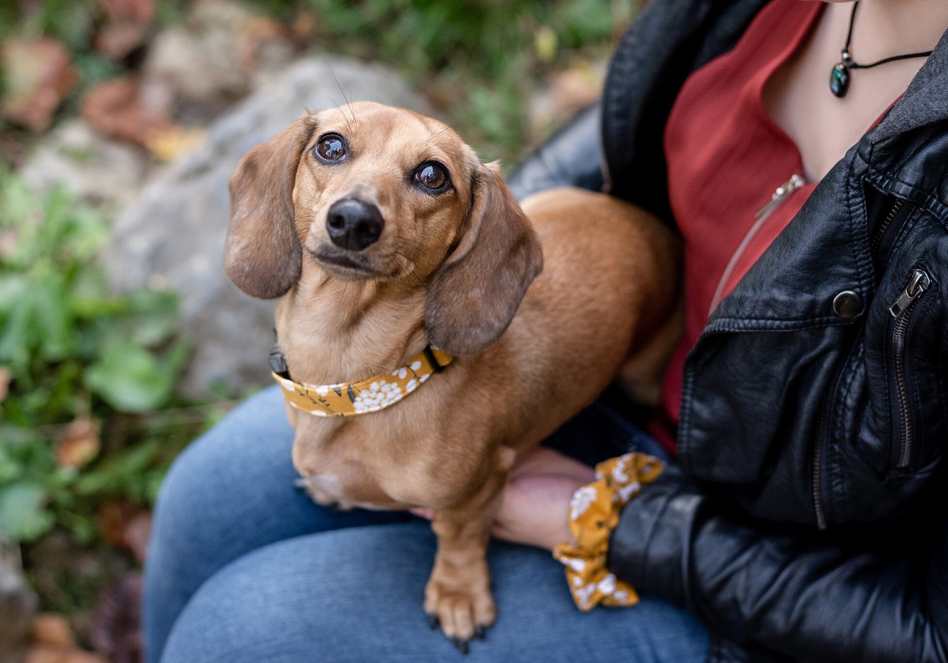 small brown dog sitting in a woman's lap