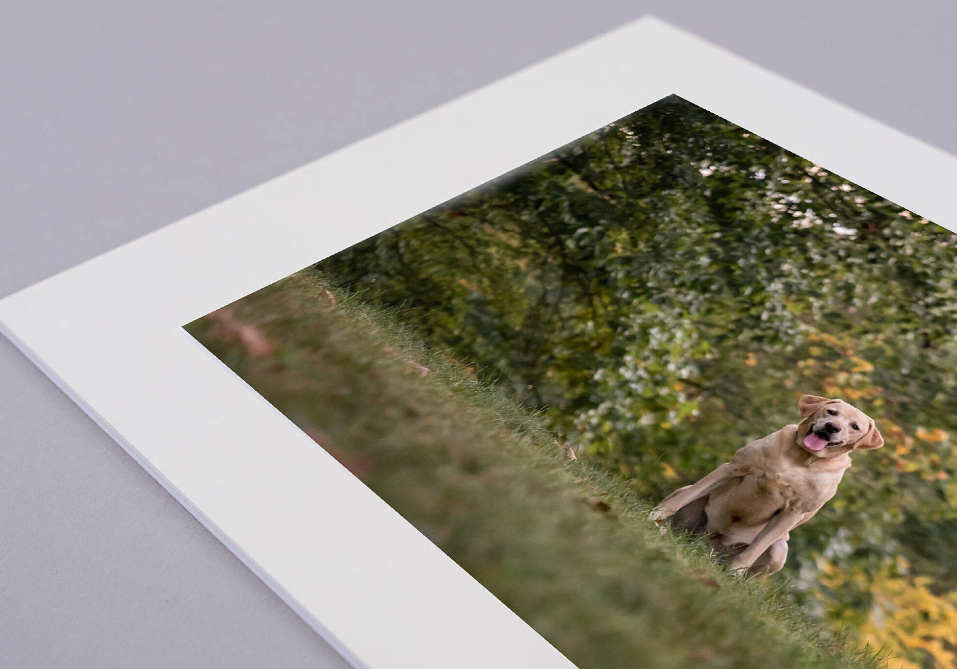 yellow Lab on a matted gift print